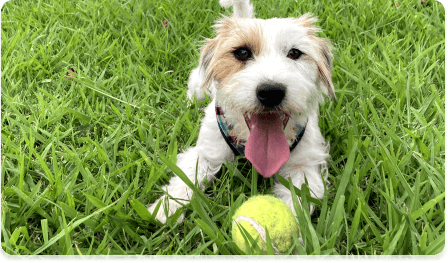 Dog, tongue out. Jack Russel. Laying in grass with tenis ball.